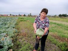 Káposztavágásra készülődnek Szépvízen